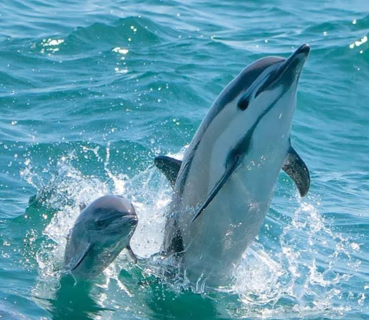 Dolphin and calf leaping in the Pacific