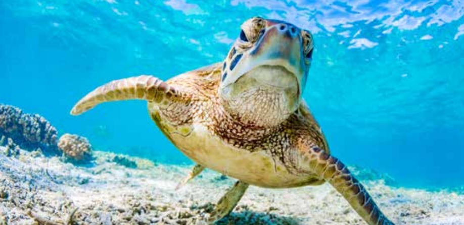 Aquatic pollutants in oceans and fisheries