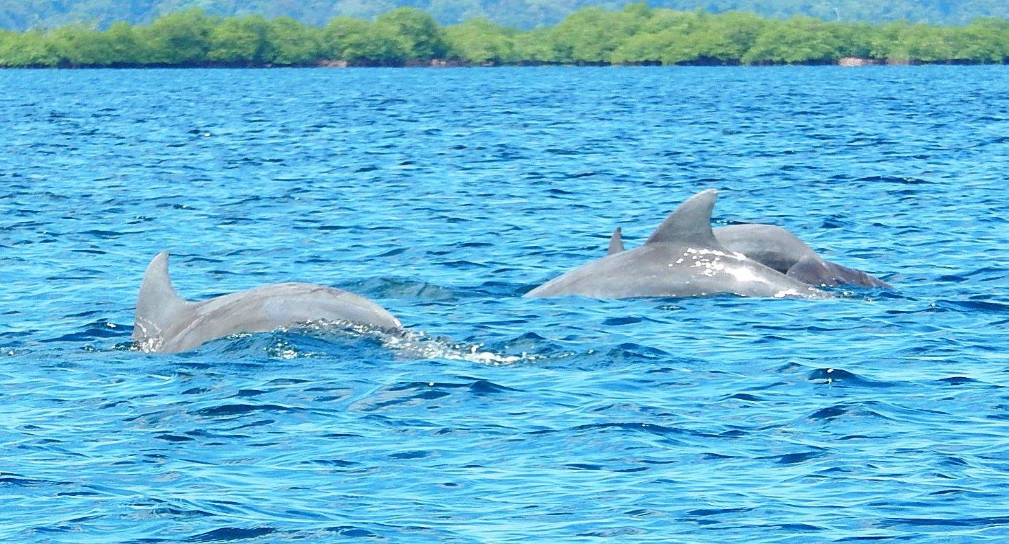 Bottlenose dolphins in Bocas del Toro